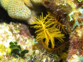2 Golden Crinoid IMG 4043